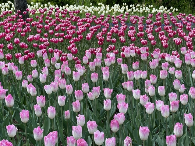 国営アルプスあづみの公園(大町・松川地区)