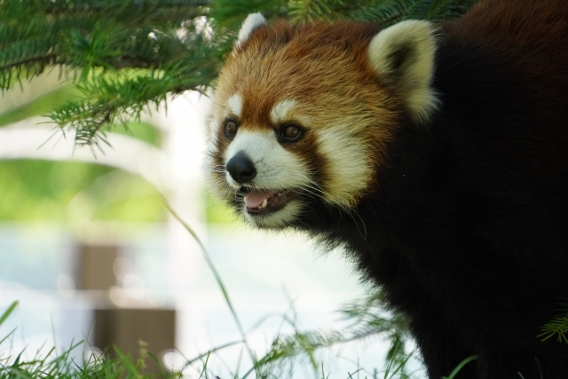 長野市茶臼山動物園