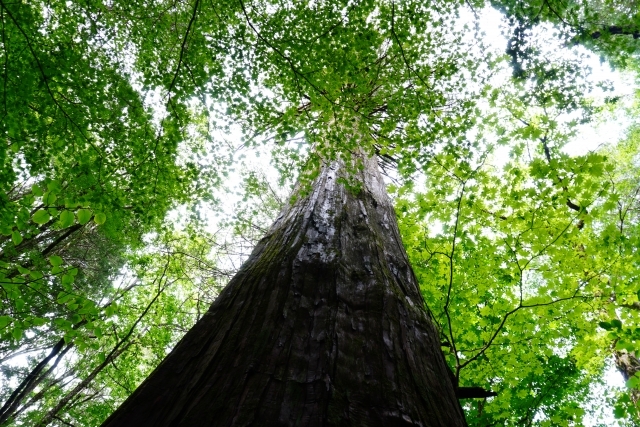 水木沢天然林