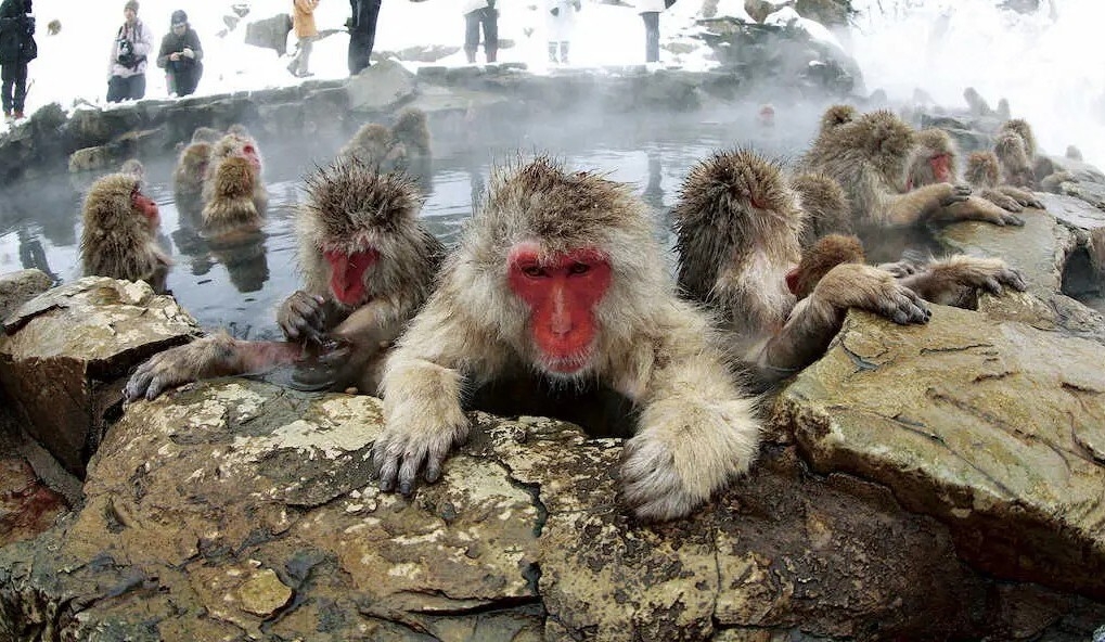 地獄谷野猿公苑