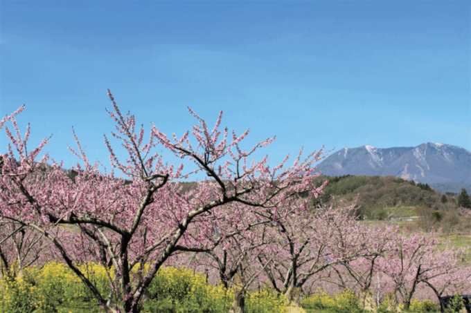 4/26(日)･5/2(土)～5/6(水･休)薄紅色の絶景！桃の花が見頃を迎える「丹霞郷」にキッチンカーが出店＠長野県 飯綱町